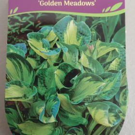 HOSTA GOLDEN MEADOWS