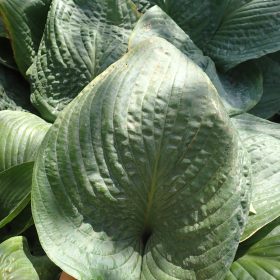 hosta jurassic park