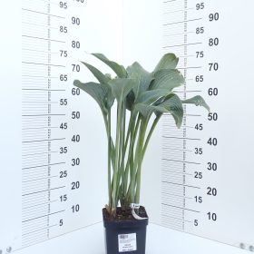 HOSTA KROSSA REGAL hosta krossa regal