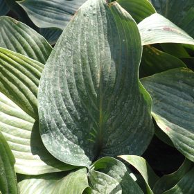 hosta krossa regal