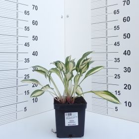 HOSTA MOONSTRUCK