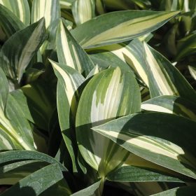 hosta moonstruck