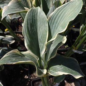 hosta regal splendor