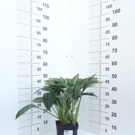 HOSTA STRIPTEASE