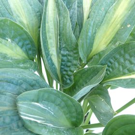hosta striptease