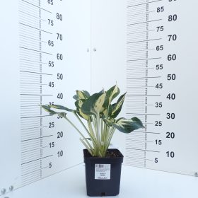 HOSTA VULCAN