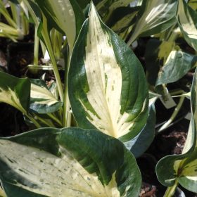 hosta vulcan