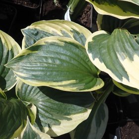 hosta wide brim