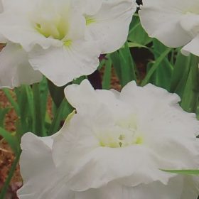 iris frosted pyramid