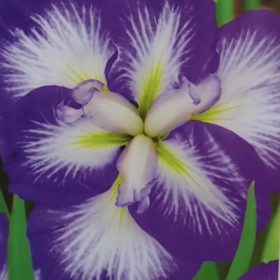 iris gusto