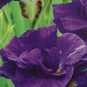 iris kabluey