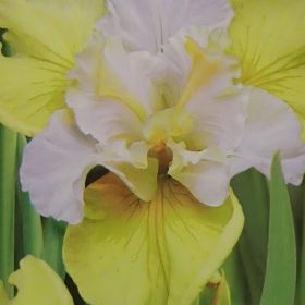 iris yellow tail