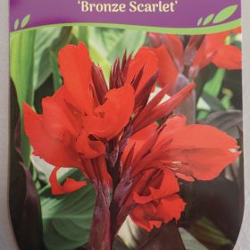 Kana 'Bronze Scarlet'