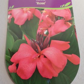 Kana 'Rose'