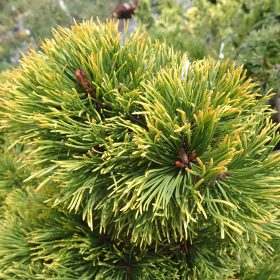 planinski bor little goldstar