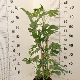 Lažna monstera