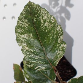 bukva marmorstar