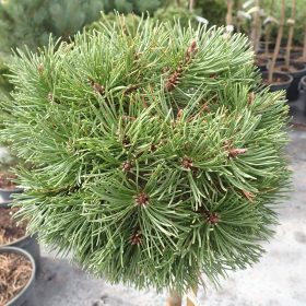 planinski bor meloun
