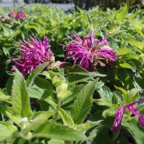 Monarda 'Balmy Purple'