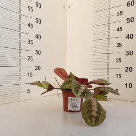 Maranta