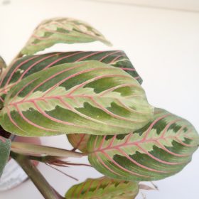 Maranta