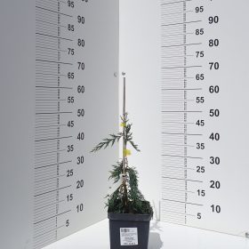 NUTKANSKI KLIPPERT