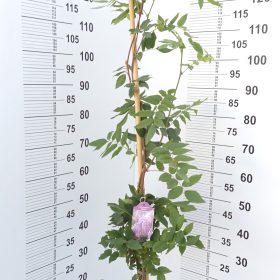 Glicinija 'Okayama'