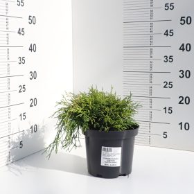 PAČEMPRES FILIFERA AUREA