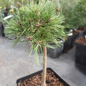 planinski bor pavlinka
