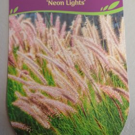 Pennisetum 'Neon Lights'