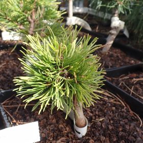 planinski bor balcanica aurea