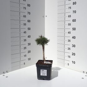 planinski bor mini mini