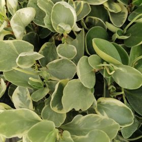 Peperomia