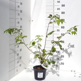 Rhodotypos scandens