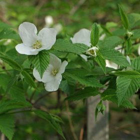 Rhodotypos scandens