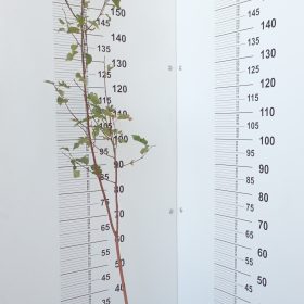 himalajska breza silver shadow