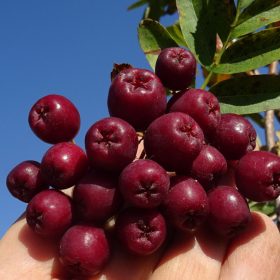 hibrid jarebika x glog granatnaja