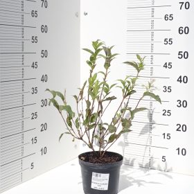 WEIGELA ALBA