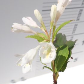 weigela alba