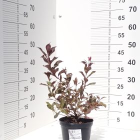 weigela foliis purpureis