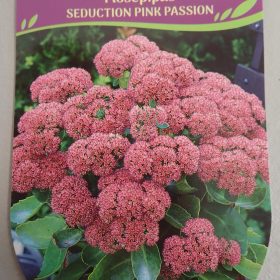 ŽEDNJAK SEDUSTION PINK PASSION