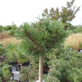 PLANINSKI BOR ALTAIR