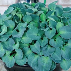 hosta blue mouse ears