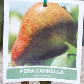 cannella