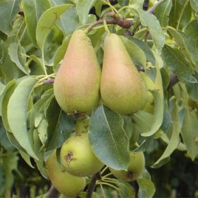 kruška cocozzola