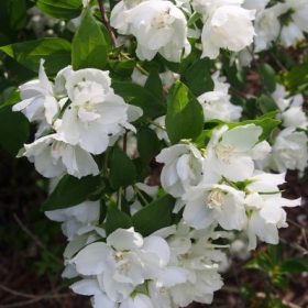 Nepravi jasmin 'Dame Blanche'