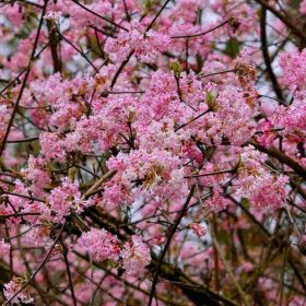 Viburnum 'Dawn'