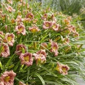 dnevni ljiljan everydaylily rose