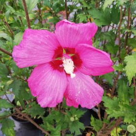 hibiskus flower tower ruby