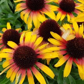 echinacea parrot